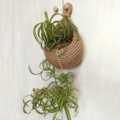 Hanging cotton wall baskets used as plant holders
